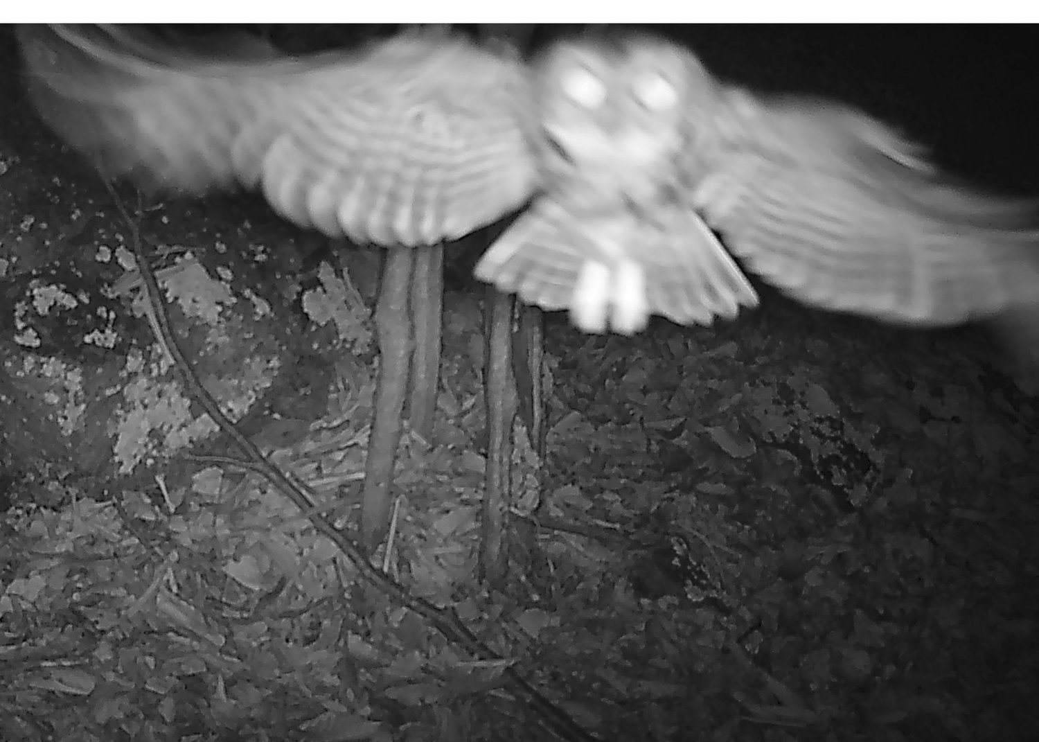 A saw-whet owl flying nearby triggered this self-portrait. In this image, the owl is too close for a good focus. It may have seen the trail cam or the illuminator and decided to check it out. Saw-whets are the smallest owl in our region, even smaller than the screech owl.